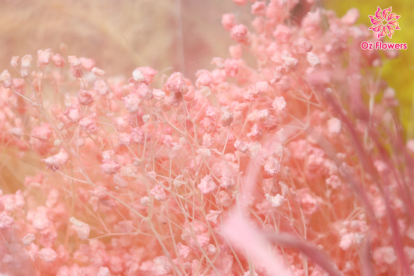 Pink Natural Dried Fantasy Star Little Baby's Breath