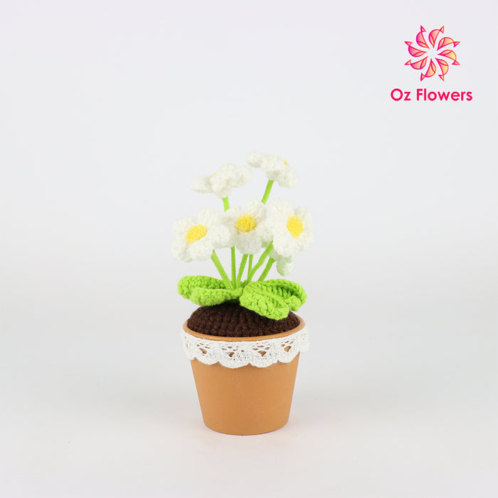 Crochet 7 White Daisies In 7cm Plastic Pot