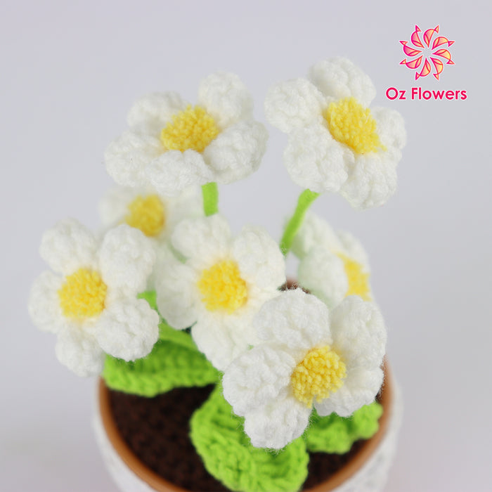 Crochet 7 White Daisies In 7cm Plastic Pot