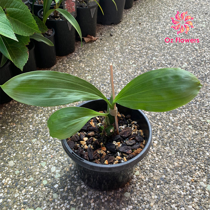 Orchid Anguloa Virginalis Near Flower Size In 150mm Pot