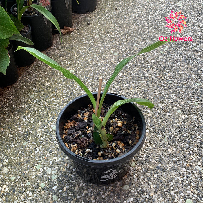 Orchid Anguloa Virginalis Near Flower Size In 150mm Pot