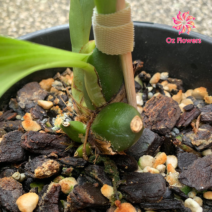 Orchid Anguloa Virginalis Near Flower Size In 150mm Pot