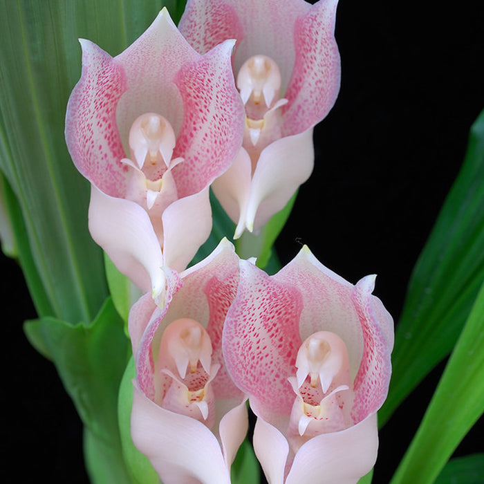 Orchid Anguloa Virginalis Near Flower Size In 150mm Pot