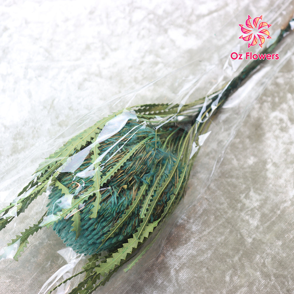 Cyan Natural Dried Banksia Oz Flowers