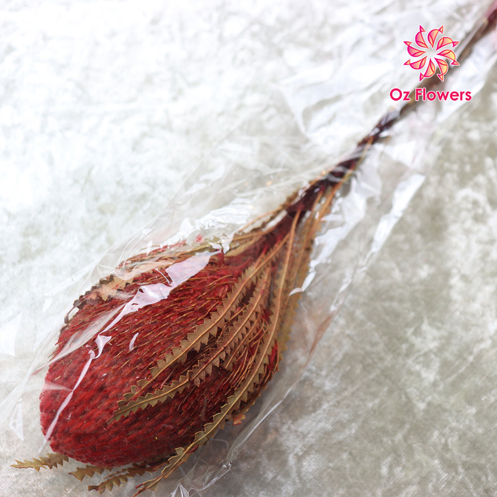 Red Natural Dried Banksia Oz Flowers