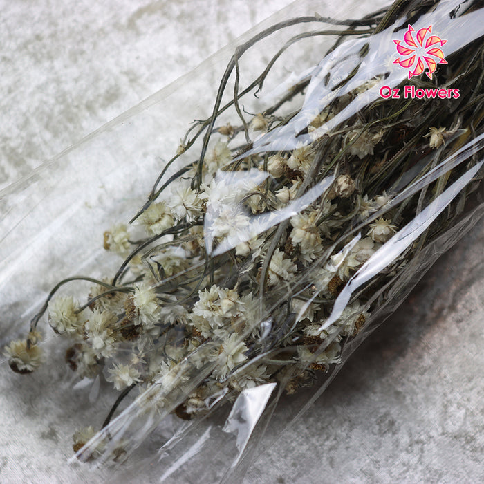 Cream White Natural Dried Daisy Bunch