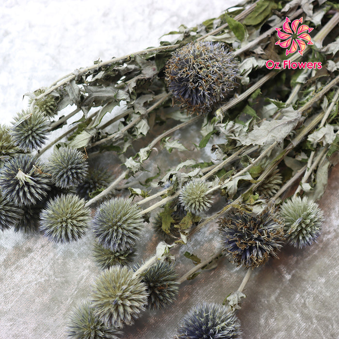 Natural Dried Echinops Globe Thistle Bunch