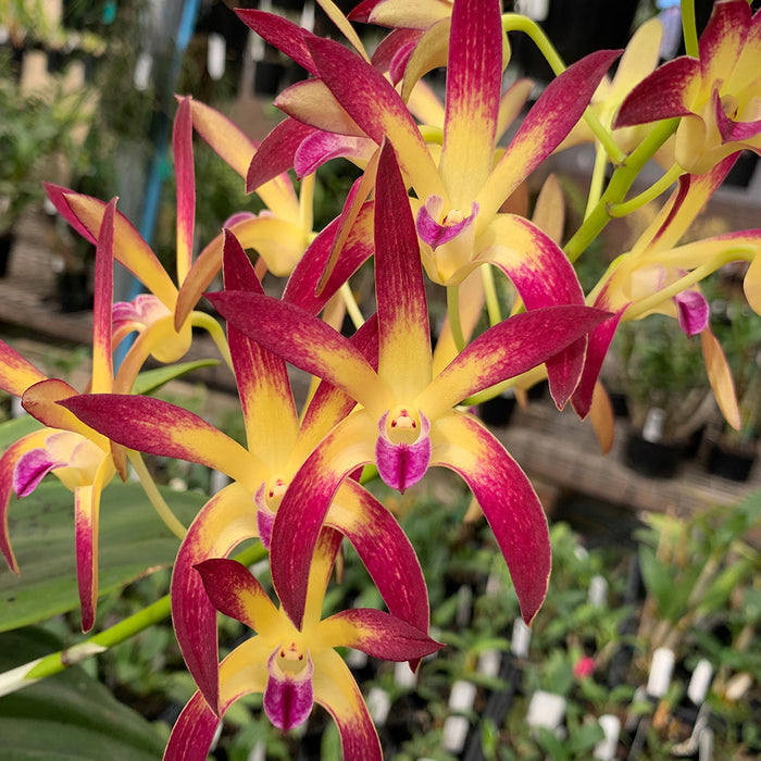 Orchid Dendrobium Jayden 'Sheen' FFC/AOC x Cosmic Gold 'Sandy' FCC/AOC in 100mm Pot