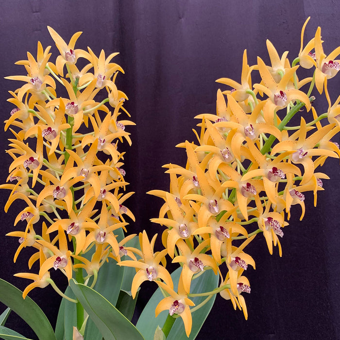 Orchid Dendrobium Jayden 'Sheen' FFC/AOC x Cosmic Gold 'Sandy' FCC/AOC in 100mm Pot