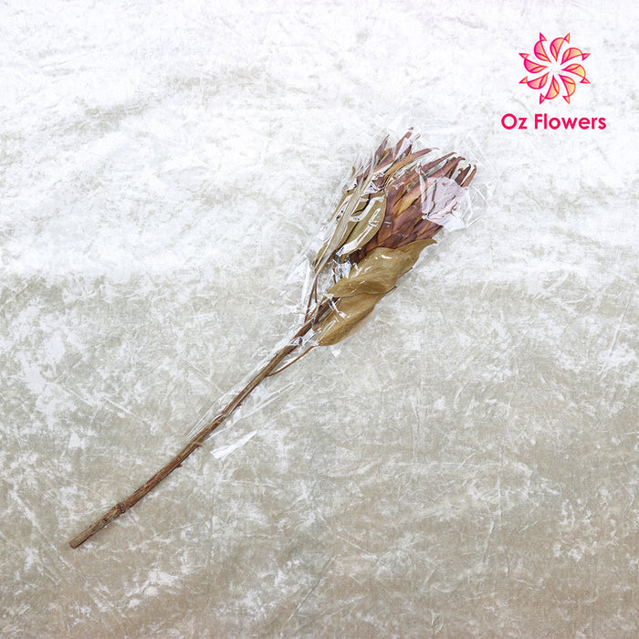 Natural Dried Protea Stem