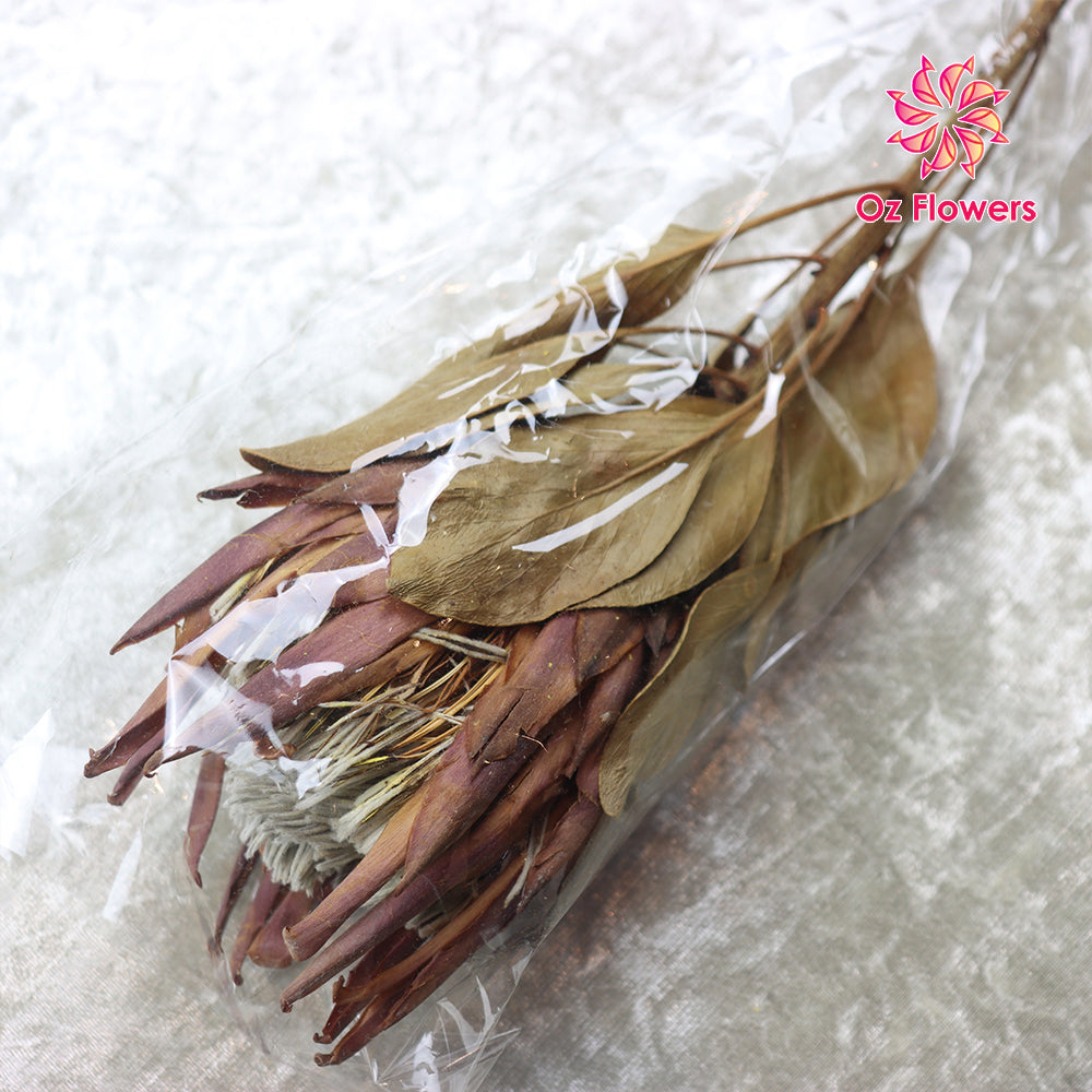 Natural Dried Protea Stem Oz Flowers