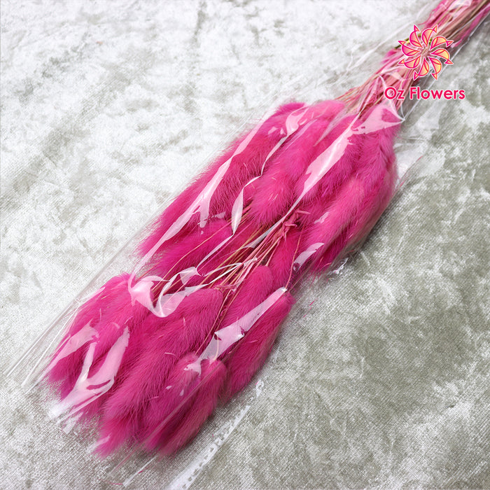 Magenta Natural Dried Bunny Tails Flower Bunch