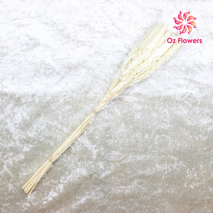 Cream White Natural Dried Millet Bunch