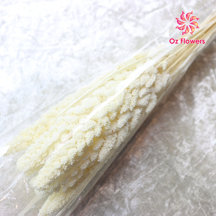 Cream White Natural Dried Millet Bunch