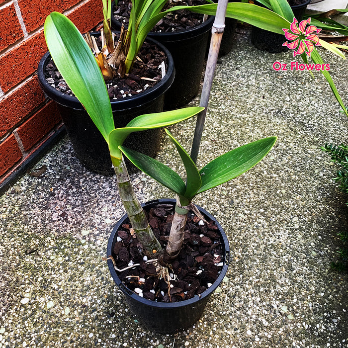 Orchid Dendrobium Speciosum 'Rockpile' In 200mm Pot (2 Canes)