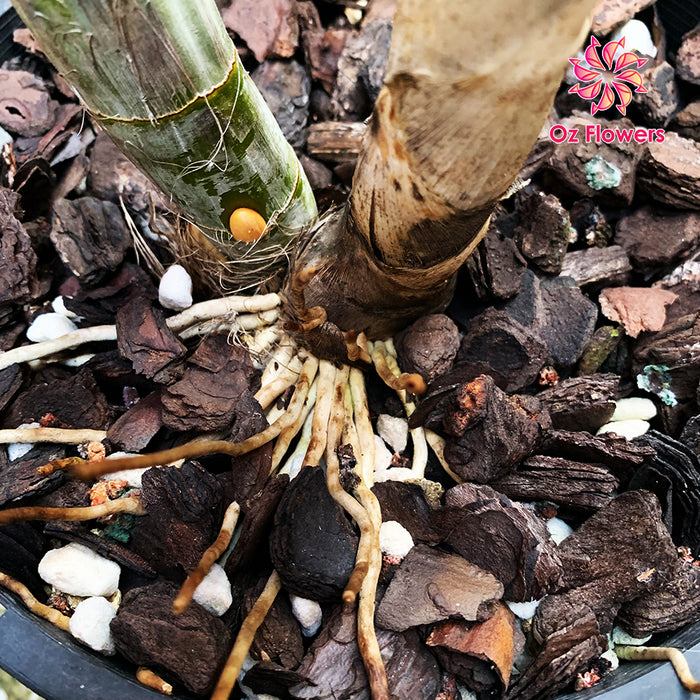 Orchid Dendrobium Speciosum 'Rockpile' In 200mm Pot (2 Canes)