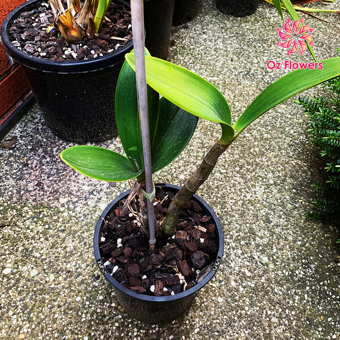 Orchid Dendrobium Speciosum 'Rockpile' In 200mm Pot (2 Canes)