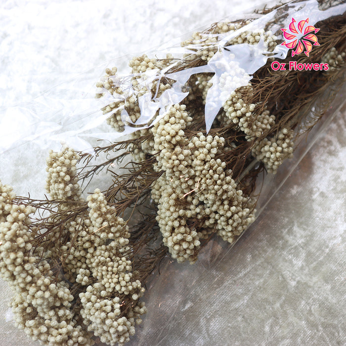 Cream White Natural Dried Rice Flowers Bunch