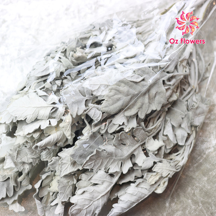 Silver Leaf Chrysanthemum Natural Dried Bunch