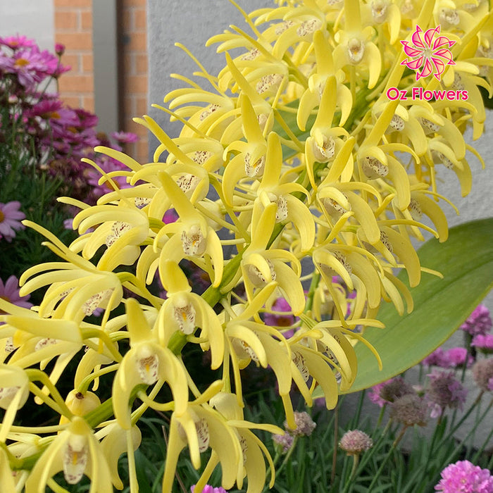 Orchid Dendrobium Speciosum 'Rockpile' In 200mm Pot (2 Canes)