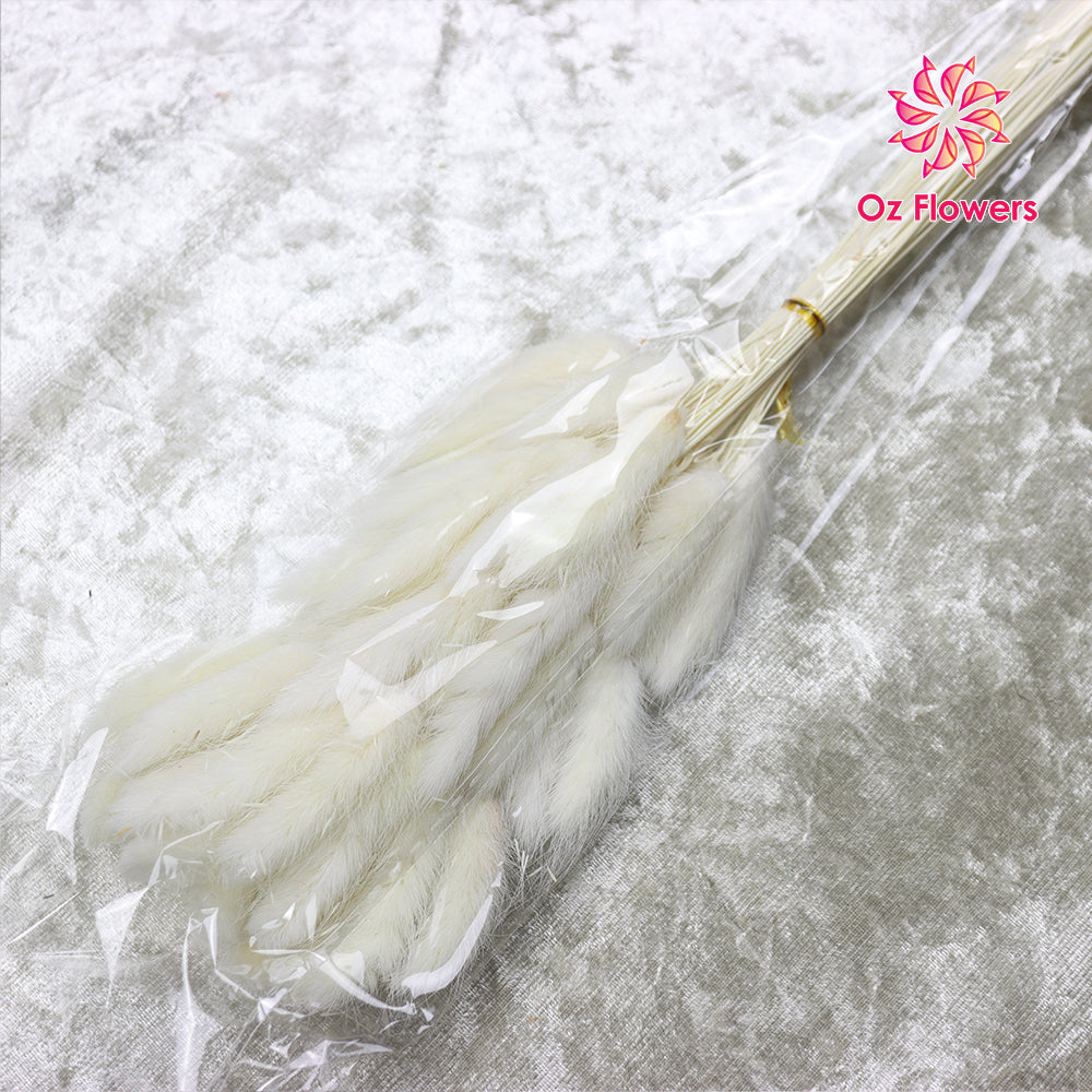 White Natural Dried Bunny Tails Flower Bunch Oz Flowers
