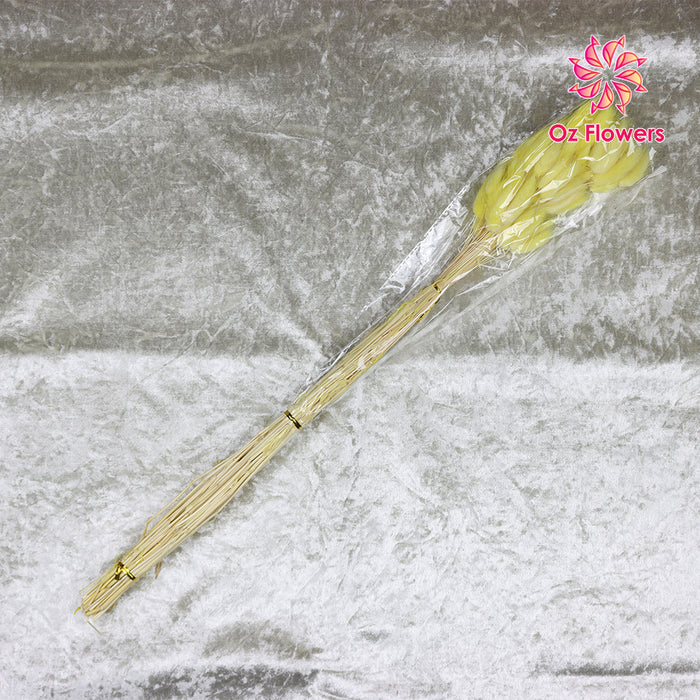 Yellow Natural Dried Bunny Tails Flower Bunch