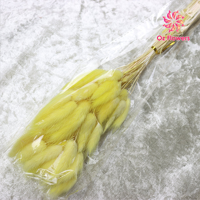 Yellow Natural Dried Bunny Tails Flower Bunch