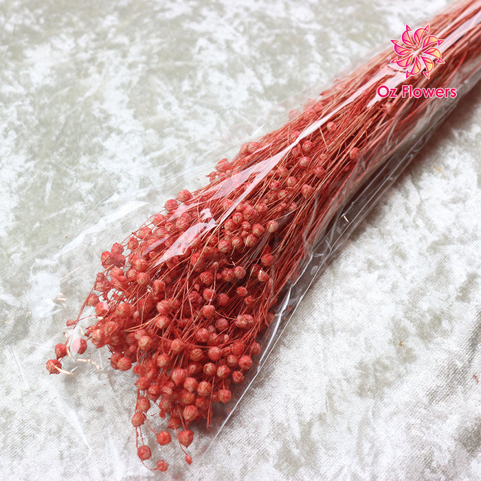 Dark Red Natural Dried Acacia Beans Bunch