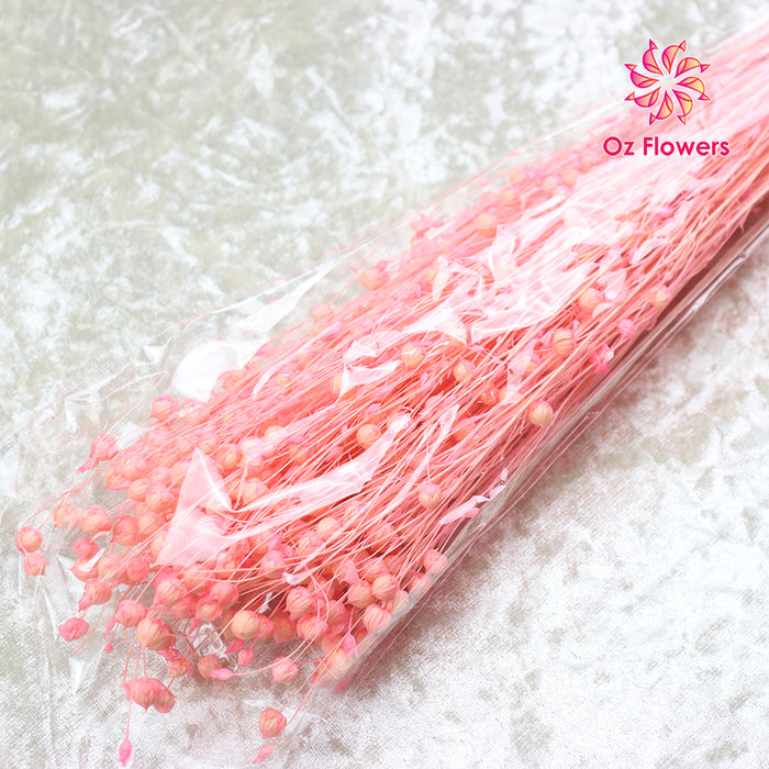 Pink Natural Dried Acacia Beans Bunch