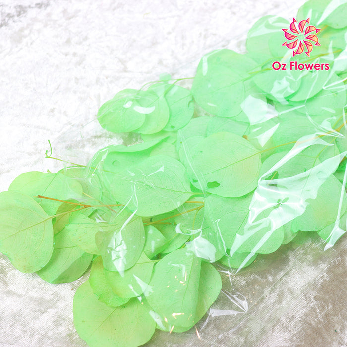 Green Natural Dried Eucalyptus Apple Shaped Leaves Bunch