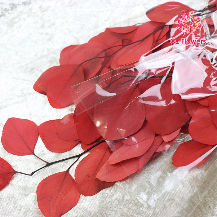 Red Natural Dried Eucalyptus Apple Shaped Leaves Bunch