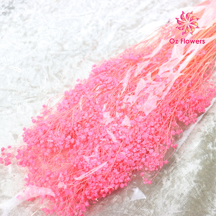 Hot Pink Natural Dried Fantasy Star Little Baby's Breath Bunch (Soft Cane)