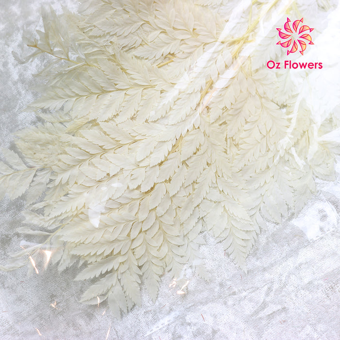 Cream White Natural Dried Fern Leaves Bunch