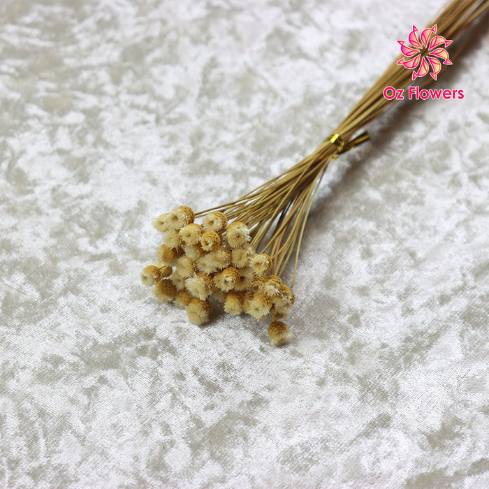 Cream White Natural Dried Happy Flower Bunch