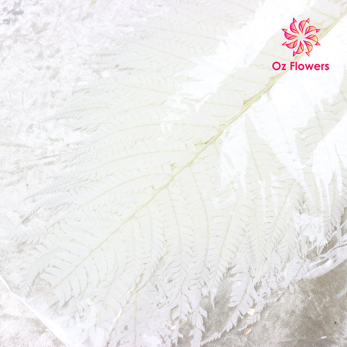 Cream White Natural Dried Money Fern Leaves Bunch