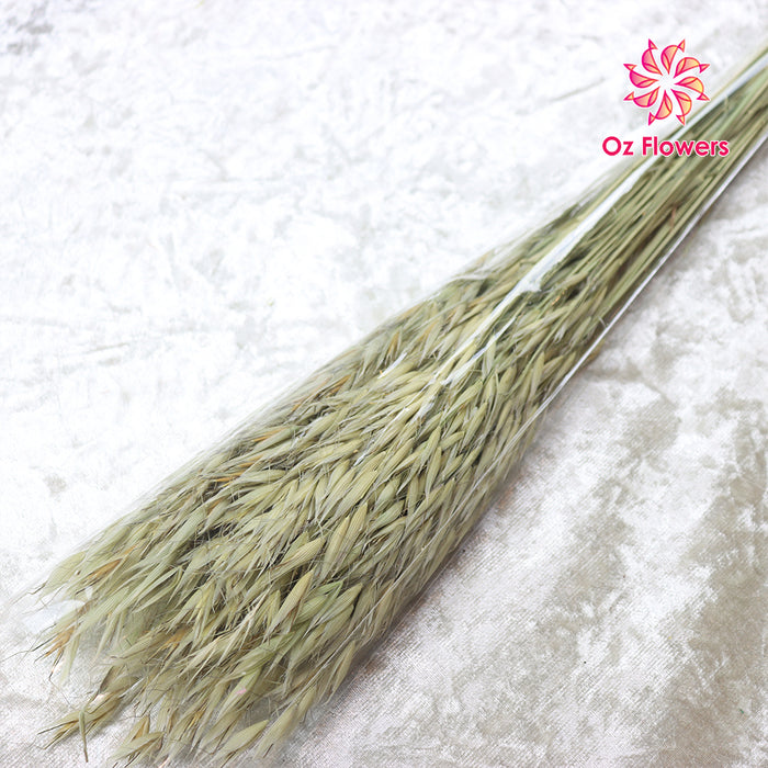 Green Natural Dried Oat Bunch