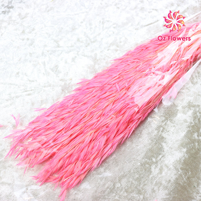 Pink Natural Dried Oat Bunch