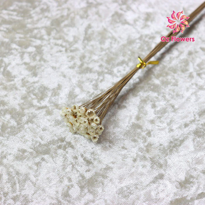 Cream White Natural Dried Small Star Flower Bunch